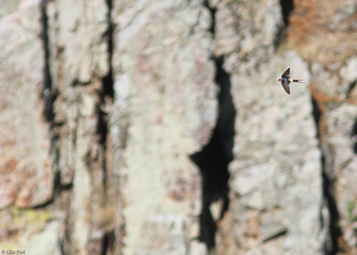 Roostepääsuke (Cecropis daurica rufula)
Hispaania 2014

UP
Keywords: red-rumped swallow