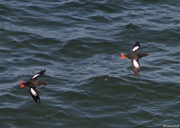 Krüüsel (Cepphus grylle)
Paldiski, Harjumaa, 30.6.2013

UP
Keywords: black guillemot