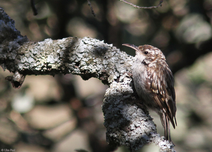 Aedporr (Certhia brachydactyla)
Hispaania 2014

UP
Keywords: short-toed treecreeper