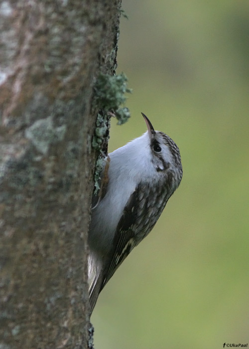 Porr (Certhia familiaris)
Saaremaa, oktoober 2009

UP
Keywords: treecreeper