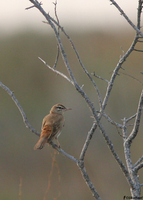 Võsaööbik (Cercotrichas galactotes syriacus)
Göksu delta, august 2008
Keywords: rufous bushchat