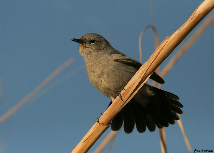 Mustsaba-kaljutäks (Cercomela melanura)
Eilat

UP
Keywords: blackstart