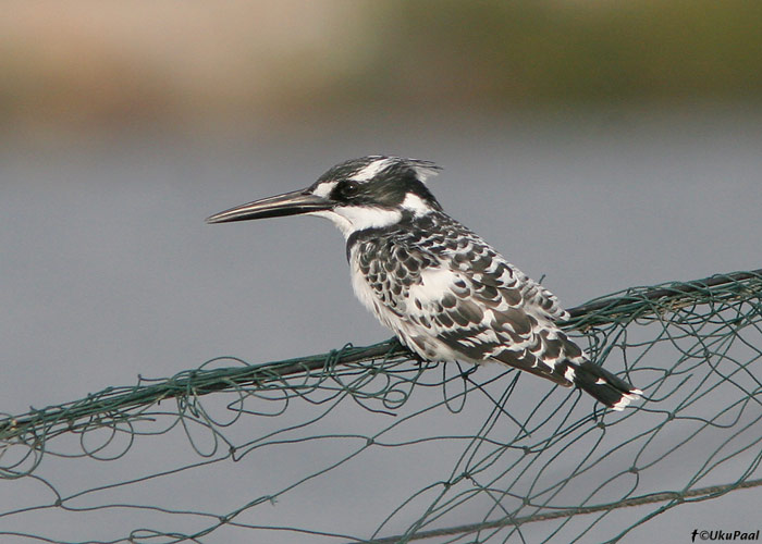 Kirjukalur (Ceryle rudis)
Ma’Agan Mikhael

UP
Keywords: pied kingfisher