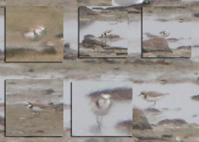 Mustjalg-tüll (Charadrius alexandrinus)
Põgari rannaniit, Läänemaa, 16.5.2010. Eesti kolmas vaatlus. 3rd record for Estonia.

UP
Keywords: kentish plover