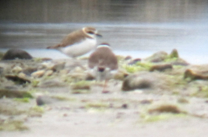 Mustjalg-tüll (Charadrius alexandrinus)
Kihnu saar, 4.5.2012. Eesti 4. vaatlus.

Aivo Klein
Keywords: kentish plover