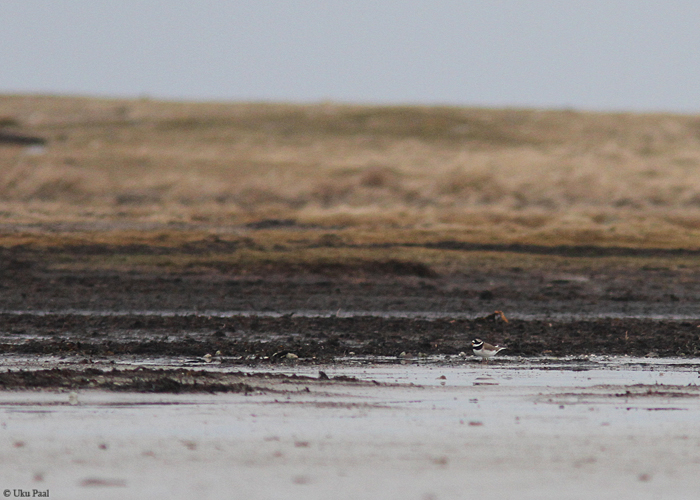 Liivatüll (Charadrius hiaticula)
Rahuste, Saaremaa, 28.2.2015. Eesti 3. talvine vaatlus.

UP
Keywords: ringed plover