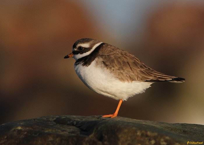 Liivatüll (Charadrius hiaticula)
Läänemaa, aprill 2012

UP
Keywords: ringed plover