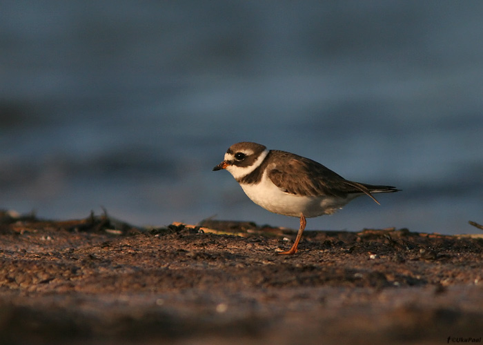 Liivatüll (Charadrius hiaticula)
Läänemaa, juuli 2009

UP
Keywords: ringed plover