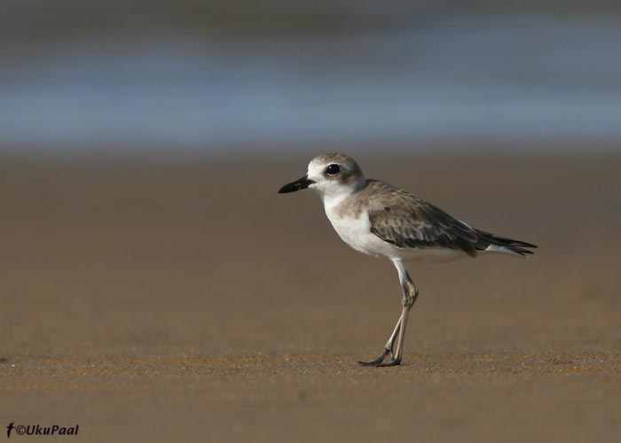 Kõrbetüll (Charadrius leschenaultii)
Cairns, Detsember 2007
Keywords: greater sand plover