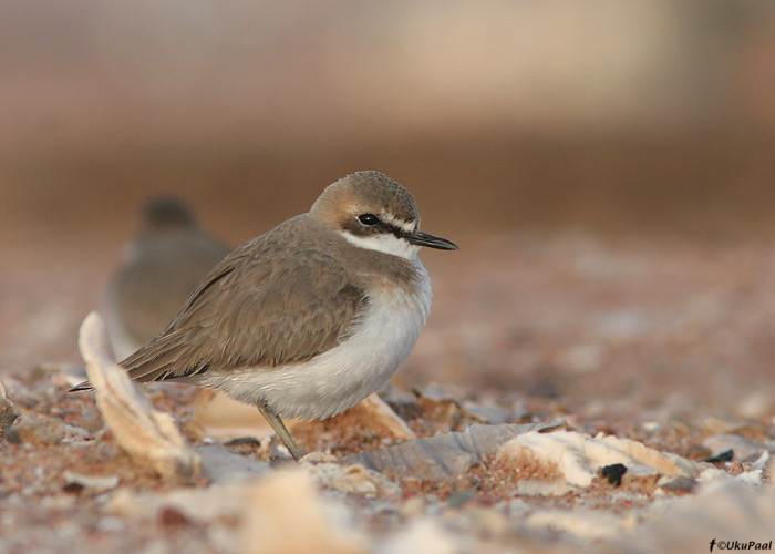 Kõrbetüll (Charadrius leschenaultii)
Egiptus, jaanuar 2010
Keywords: greater sand plover