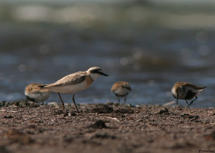 Kõrbetüll (Charadrius leschenaultii)
Haversi, 20.7.2009. Eesti esimene. First for Estonia.

UP
Keywords: greater sand plover