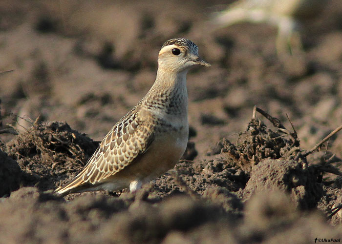 Roosterind-tüll (Charadrius morinellus)
Rõhu, Tartumaa, 27.8.2011. Tartumaa 2. vaatlus. 

UP
Keywords: dotterel