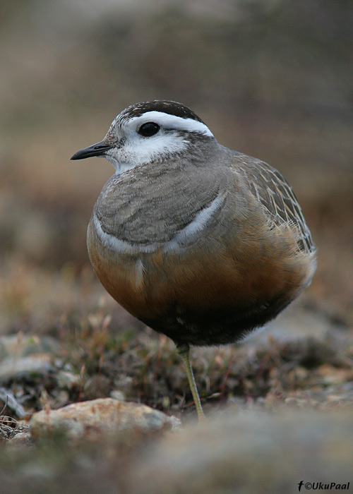 Roosterind-tüll (Charadrius morinellus)
Kaunispää, Soome, juuni 2008. Retke oodatumaid hetki oli hundsulestikus morneli vaatlemine.
Keywords: dotterel