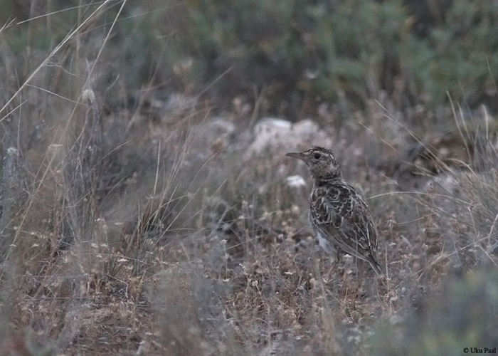 Pujulõoke (Chersophilus duponti)
Hispaania 2014

UP
Keywords: dupont&#039;s lark