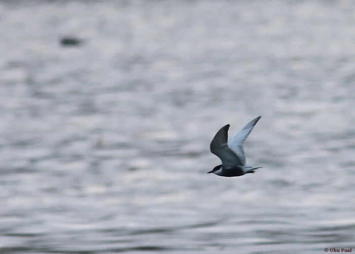 Habeviires (Chlidonias hybrida)
Ilmatsalu, Tartumaa, 1.5.2014. Uus liik Ilmatsalule.

UP
Keywords: whiskered tern