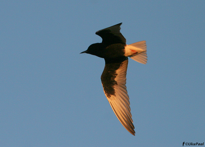 Valgetiib-viires (Chlidonias leucopterus)
Aardla järv, Tartumaa, 31.5.2008

UP
Keywords: white-winged black tern