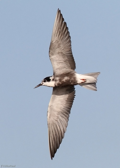 Mustviires (Chlidonias niger)
Tartumaa, juuni 2013

UP
Keywords: black tern