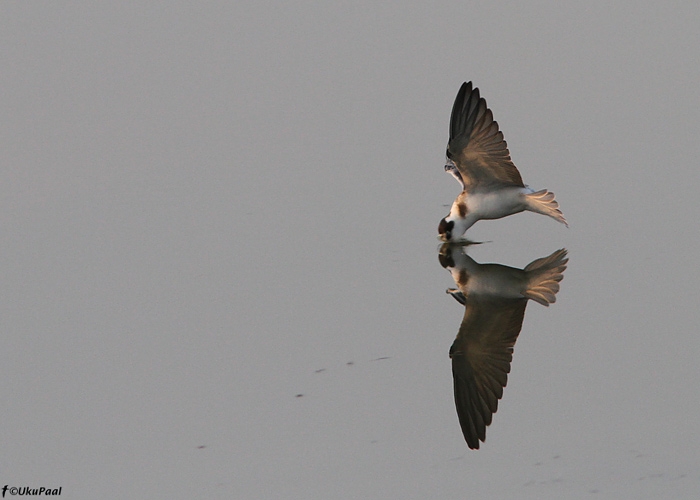 Mustviire (Chlidonias niger) noorlind
Tartumaa, august 2010

Liigile iseloomulik tume rinnalaik pildilt hästi näha.

UP
Keywords: black tern