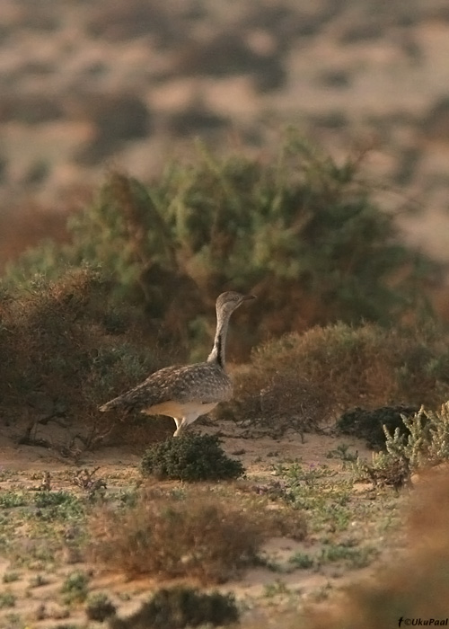 Kaelustrapp (Chlamydotis undulata)
Costa Calma, Fuerteventura, märts 2009

UP
Keywords: Houbara Bustard