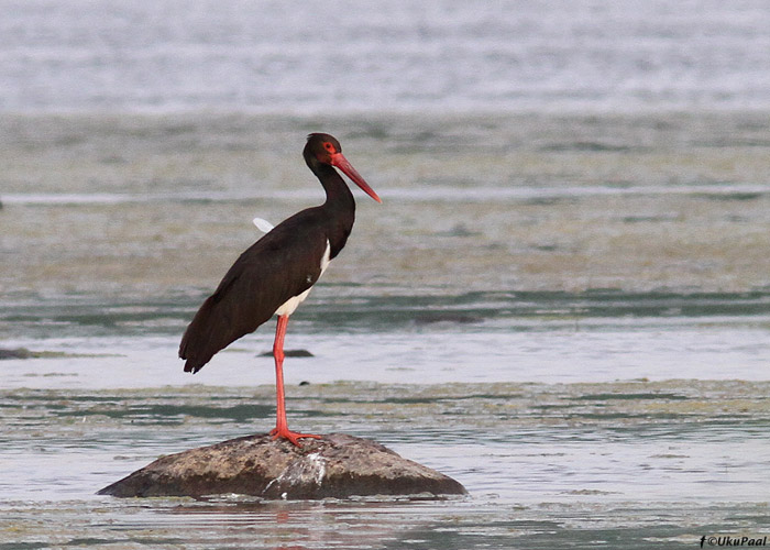 Must-toonekurg (Ciconia nigra)
Läänemaa, juuni 2013

UP
Keywords: black stork