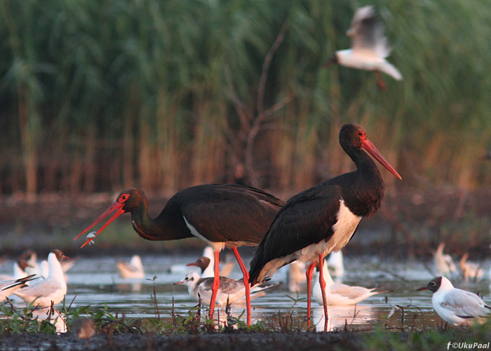 Must-toonekurg (Ciconia nigra)
Tartumaa, juuli 2013

UP
Keywords: black stork