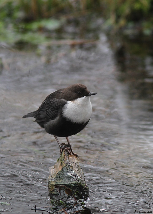 Vesipapp (Cinclus cinclus)
Saaremaa, detsember 2010

UP
Keywords: dipper