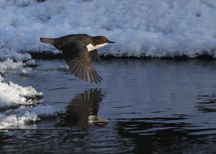 Vesipapp (Cinclus cinclus)
Taevaskoja, Põlvamaa, jaanuar 2014

Raul Vilk
Keywords: dipper