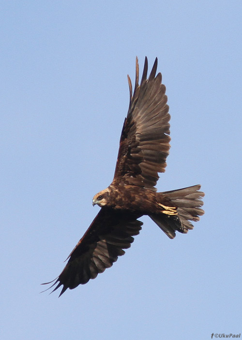 Roo-loorkull (Circus aeruginosus)
Tartumaa, september 2013

UP
Keywords: marsh harrier