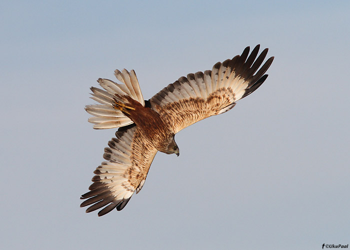 Roo-loorkull (Circus aeruginosus)
Tartumaa, mai 2011

UP
Keywords: marsh harrier