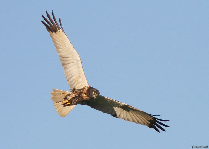 Roo-loorkull (Circus aeruginosus)
Tartumaa, juuni 2011

UP
Keywords: marsh harrier