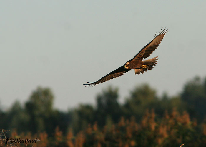 Roo-loorkull (Circus aeruginosus)
Haaslava, Tartumaa, 31.08.2007
Keywords: marsh harrier