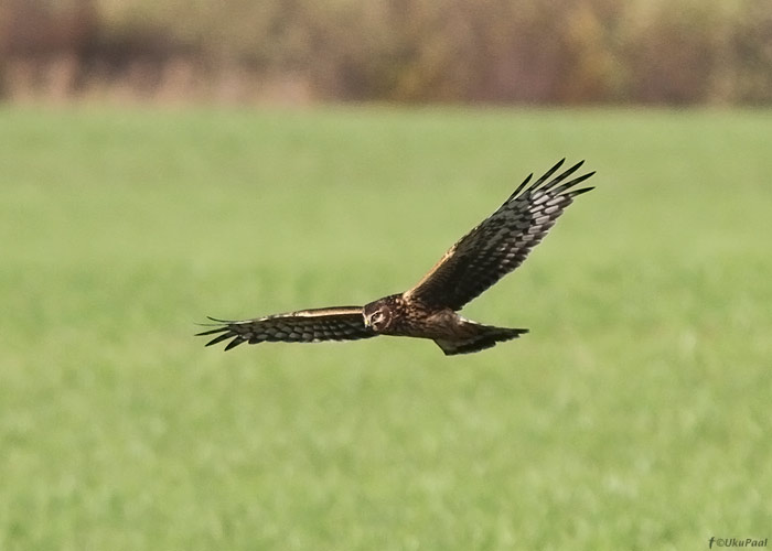 Välja-loorkull (Circus cyaneus)
Tartumaa, oktoober 2012

UP
Keywords: hen harrier