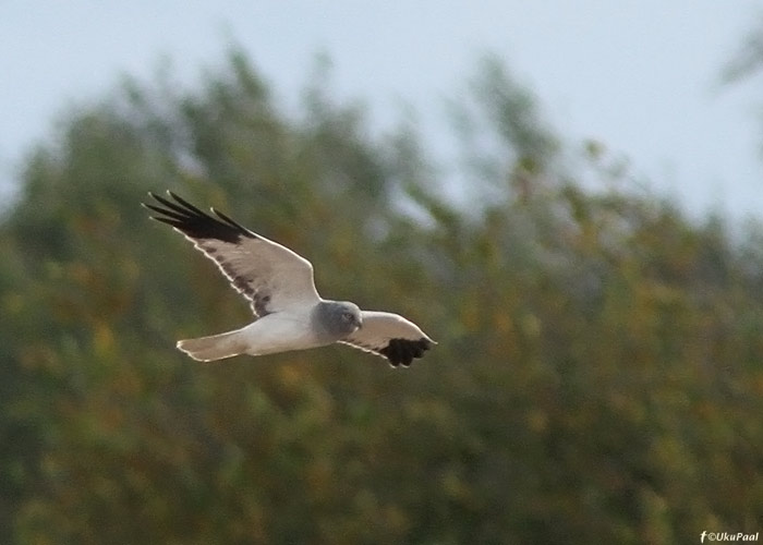 Välja-loorkull (Circus cyaneus)
Tartumaa, oktoober 2012

UP
Keywords: hen harrier