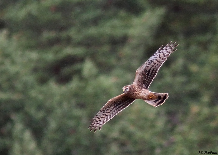 Välja-loorkull (Circus cyaneus)
Kihnu, september 2013

UP
Keywords: hen harrier