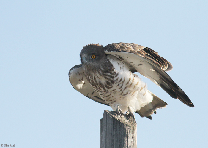 Madukotkas (Circaetus gallicus)
Hispaania 2014

UP
Keywords: short-toed eagle