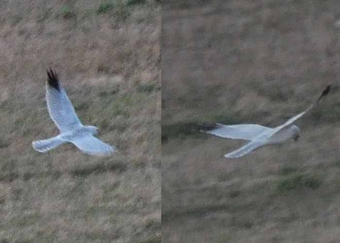 Stepi-loorkull (Circus macrourus)
Ingküla, Läänemaa, 21.4.2012

Tarvo Valker
Keywords: pallid harrier