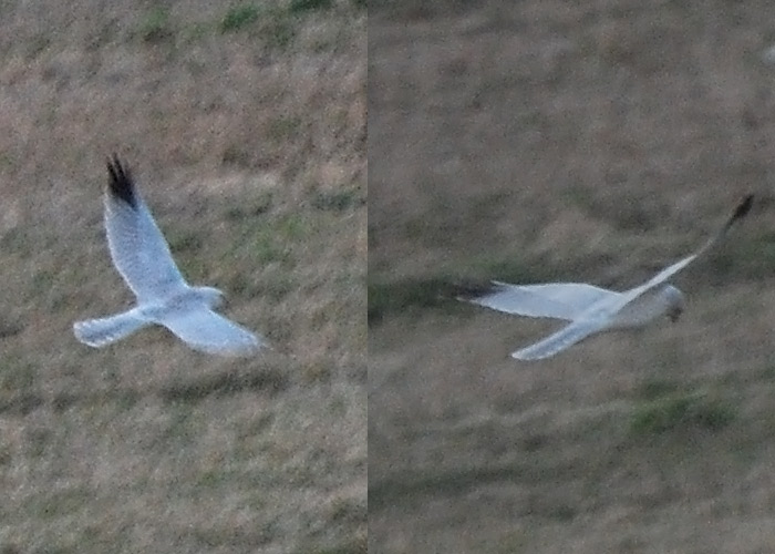 Stepi-loorkull (Circus macrourus)
Ingküla, Läänemaa, 21.4.2012

Tarvo Valker
Keywords: pallid harrier