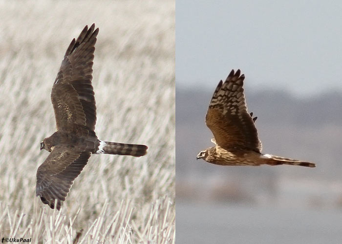 Stepi-loorkull (Circus macrourus)
Kelu, Läänemaa, 19.4.2013. 

UP
Keywords: pallid harrier