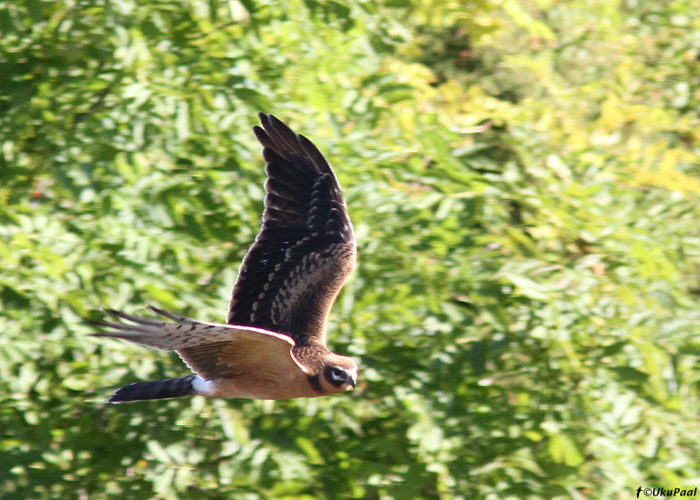 Stepi-loorkull (Circus macrourus) 1a
Pitkänä, Kihnu, 7.9.2013

UP
Keywords: pallid harrier