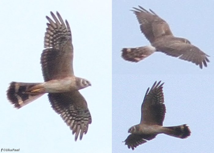 Stepi-loorkull (Circus macrourus)
Rooslepa, Läänemaa, 17.5.2013

UP
Keywords: pallid harrier