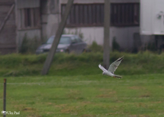 Stepi-loorkull (Circus macrourus) ad isane
Särevere, Järvamaa, 1.8.2017

Uku Paal
Keywords: pallid harrier