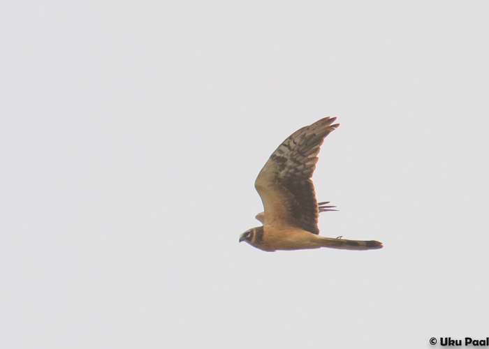 Stepi-loorkull (Circus macrourus) 2a
Kandiküla, Tartumaa, 26.4.2015

UP
Keywords: pallid harrier