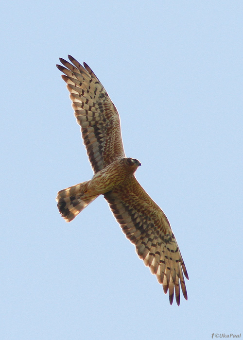 Soo-loorkull (Circus pygargus)
Läänemaa, mai 2013

UP
Keywords: montagues harrier