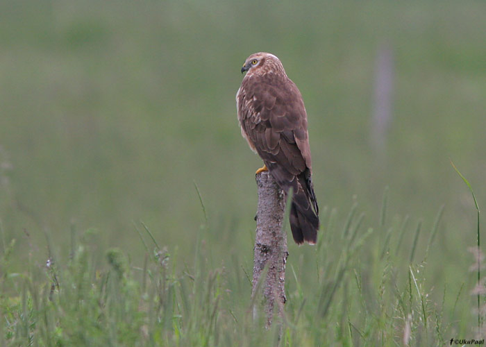 Soo-loorkull (Circus pygargus)
Saaremaa, 29.6.09

UP
Keywords: montagues harrier