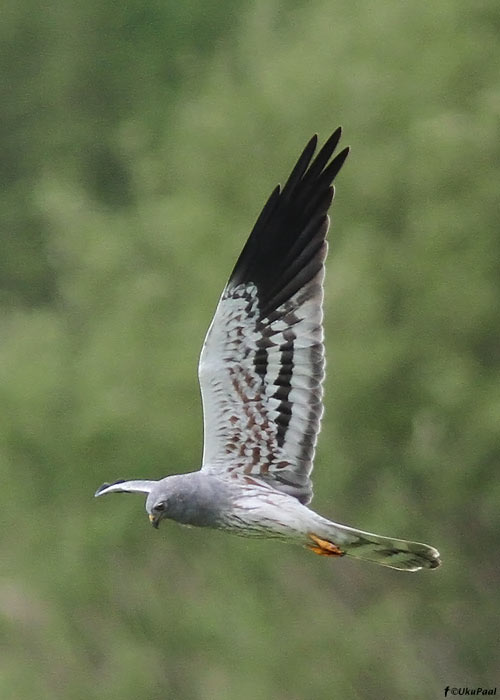 Soo-loorkull (Circus pygargus)
Ida-Virumaa, mai 2011

UP
Keywords: montague's harrier