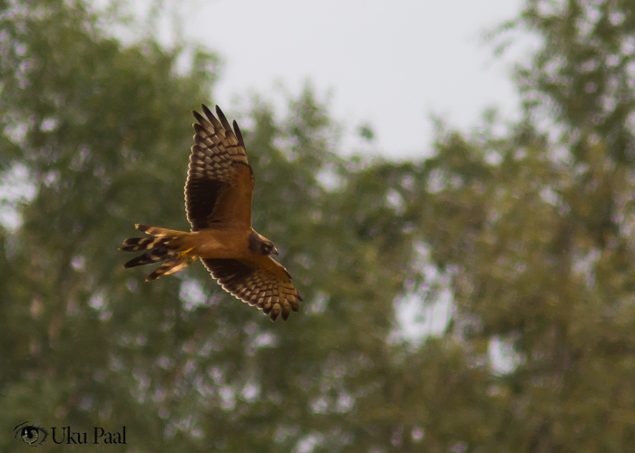 Soo-loorkull (Circus pygargus) 1a emane
Viljandimaa, august 2017

Uku Paal
Keywords: montague&#039;s harrier