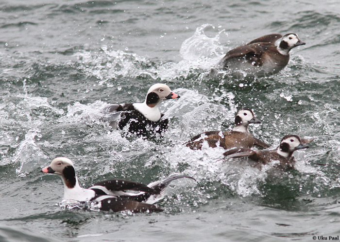 Aul (Clangula hyemalis)
Saaremaa, veebruar 2014

UP
Keywords: long-tailed duck