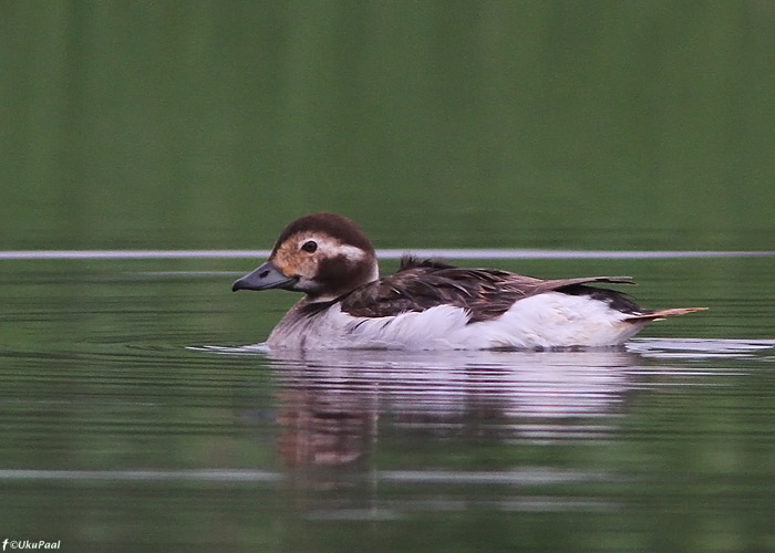 Aul (Clangula hyemalis)
Ilmatsalu kalatiigid, 25.6.2011. Esimene suvine aulivaatlus Tartumaale ja uus liik Ilmatsalule.

UP
Keywords: long-tailed duck