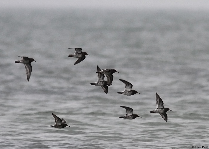 Merirüdi (Calidris maritima)
Saaremaa, oktoober 2013

UP
Keywords: purple sandpiper