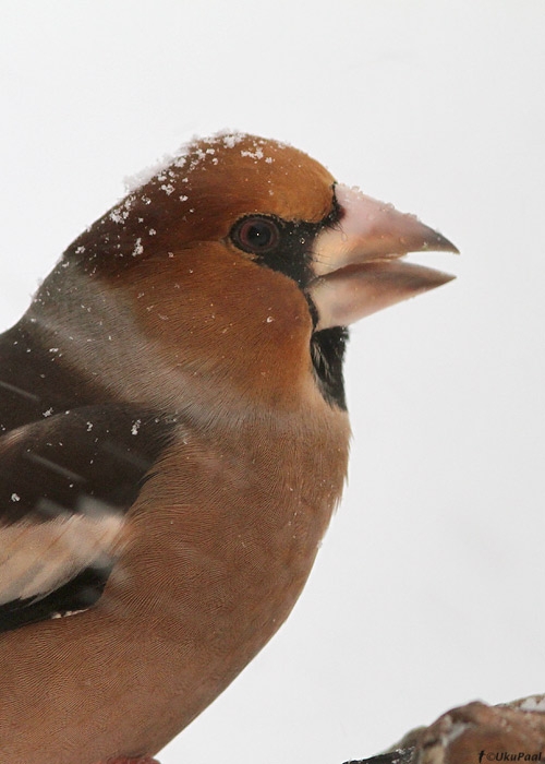 Suurnokk (Coccothraustes coccothraustes)
Saaremaa, detsember 2010

UP
Keywords: hawfinch